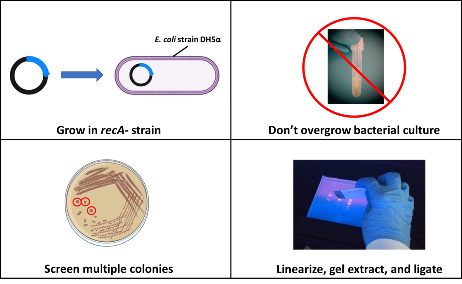 Plasmids 101: Dimers And Multimers